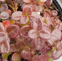 Lonicera crassifolia 'Little Honey'